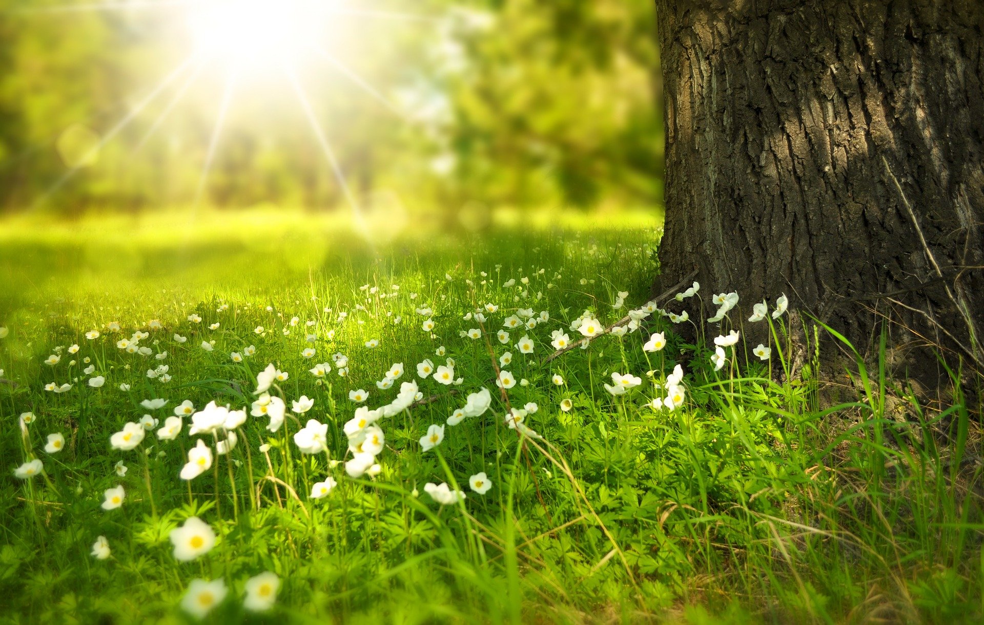 online meditatie cursus